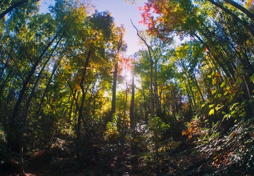 Great Smoky Mountains in the Fall